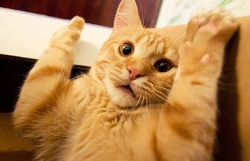 Котка издала пред съдебни изпълнители стопанина си длъжник