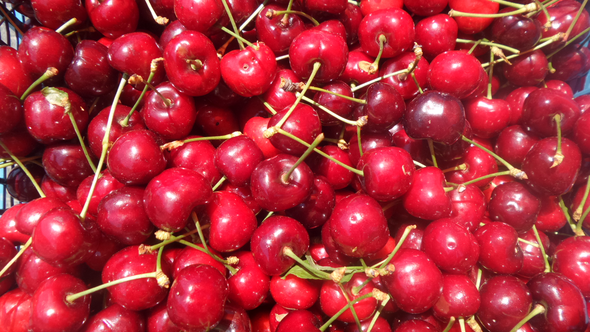 Черешите поевтиняха с почти 20%