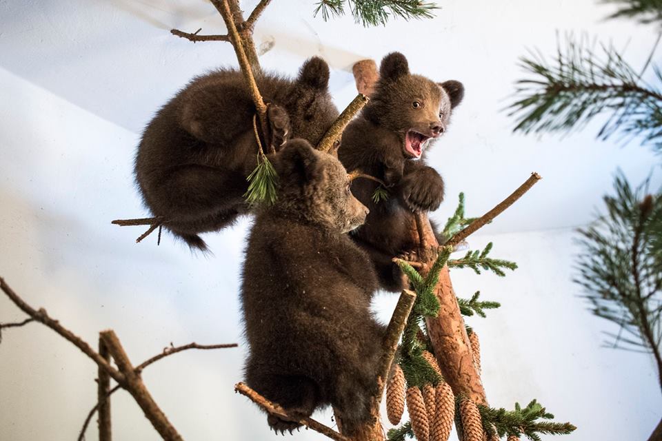 Трите малки мечета потеглиха за Гърция