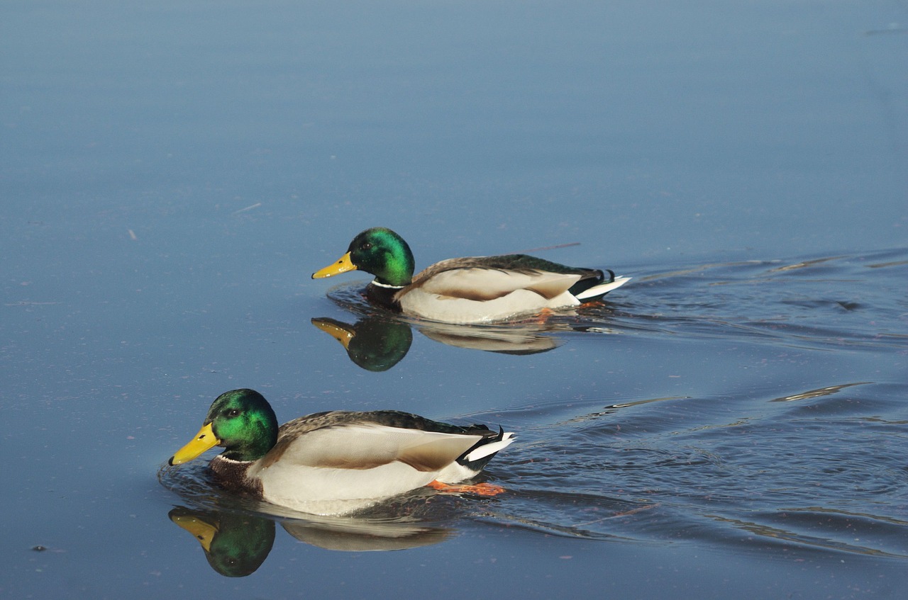 Ново огнище на птичи грип във ферма за патици в Ямболско