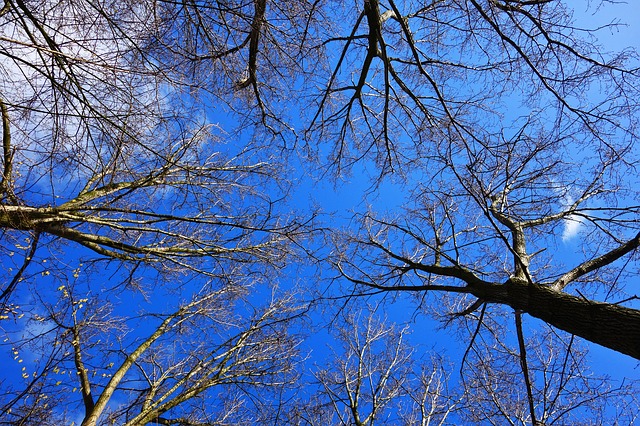 На 26 сигнала за паднали клони и дървета са се отзовали екипите на „Аварийна помощ и превенция”