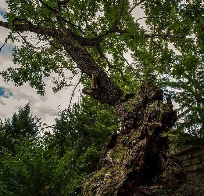 Вековният дъб в Ново село е победител в конкурса „Дърво с корен“