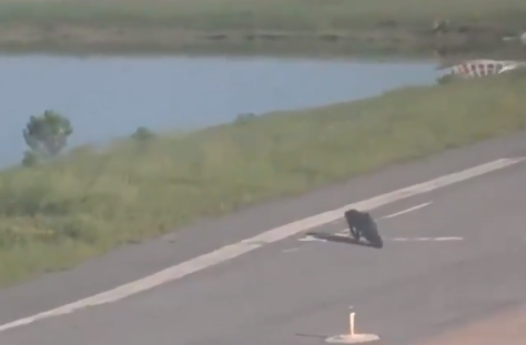 Самолет изчака алигатор да пресече пистата (ВИДЕО)