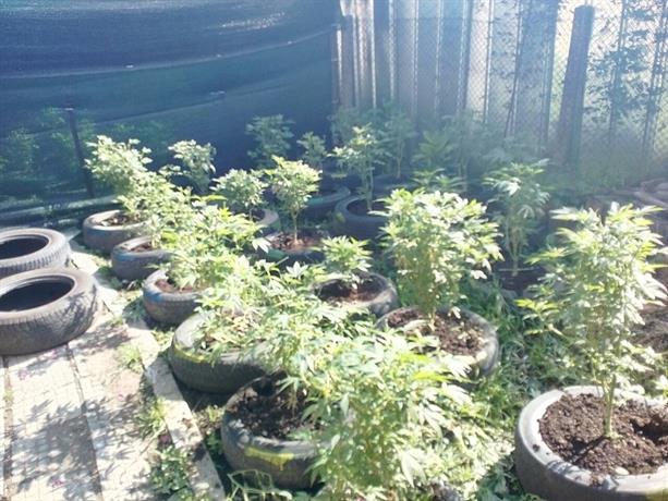 Криминалисти на ОДМВР- София разкриха поредна домашна наркооранжерия