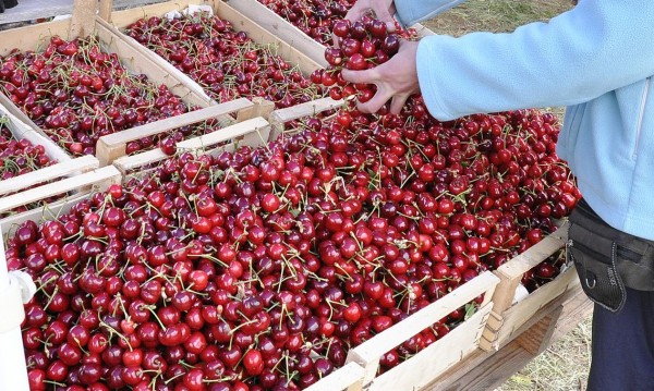 Ягодите поскъпват с 20%, черешите поевтиняват с 16%