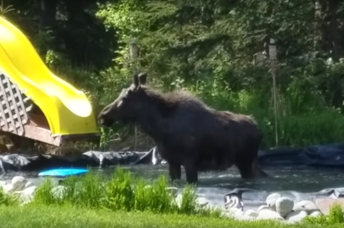 Див лос купонясва неканен на тийн парти в Аляска (ВИДЕО)