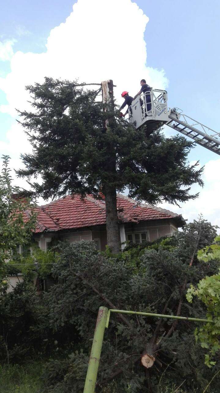 Мълния удари бор в монтанско село, спасители го отрязаха