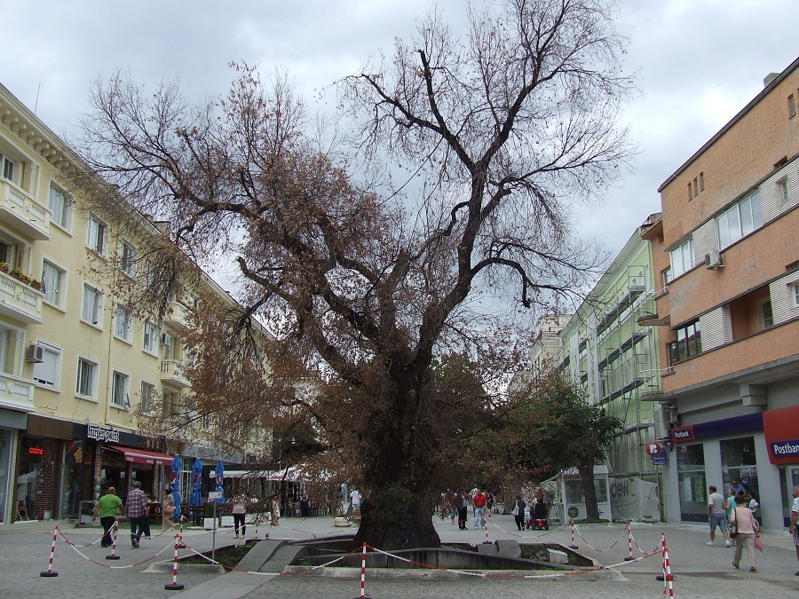 И в БАН ще търсят причините за съхненето на Стария бряст