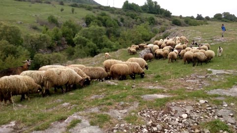 Нови проби от стадата с овце и кози взимат експертите от БАБХ