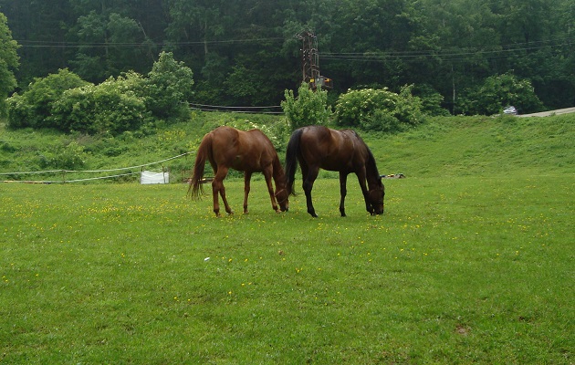 Коне помляха бус, пътниците са невредими