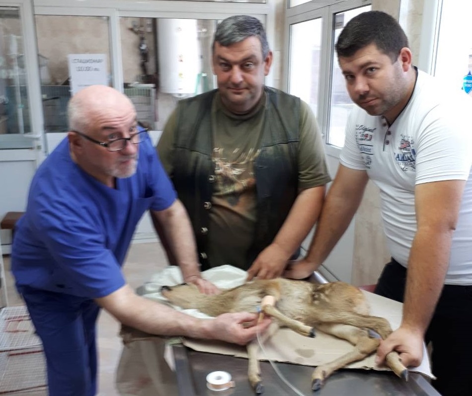 Скитащи кучета нападат и убиват сърни