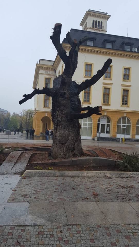 Произведение на изкуството ще напомня за хилядолетния бряст в центъра на Сливен