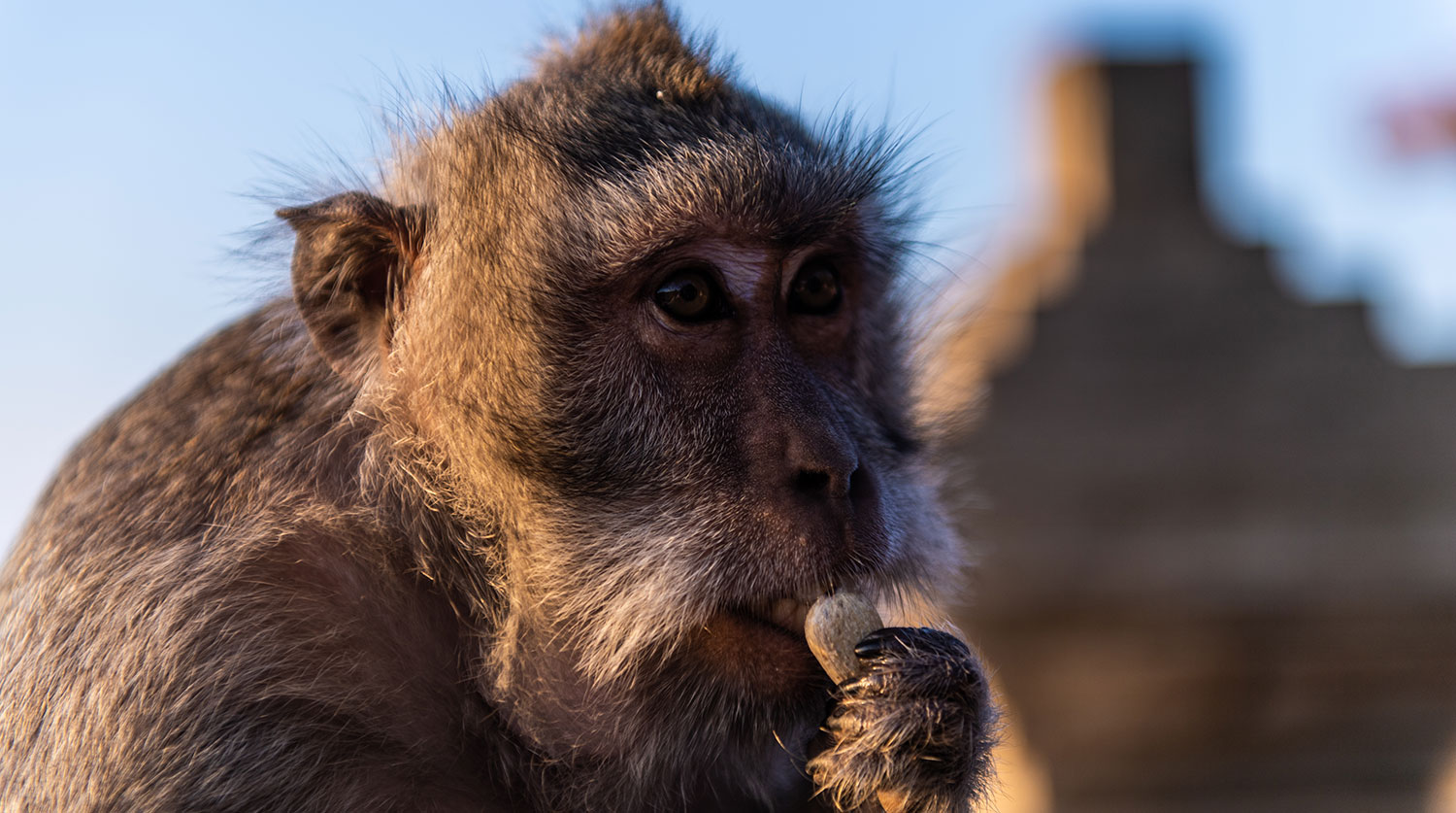 Как маймуни се научиха да определят стойността на вещите за кражба