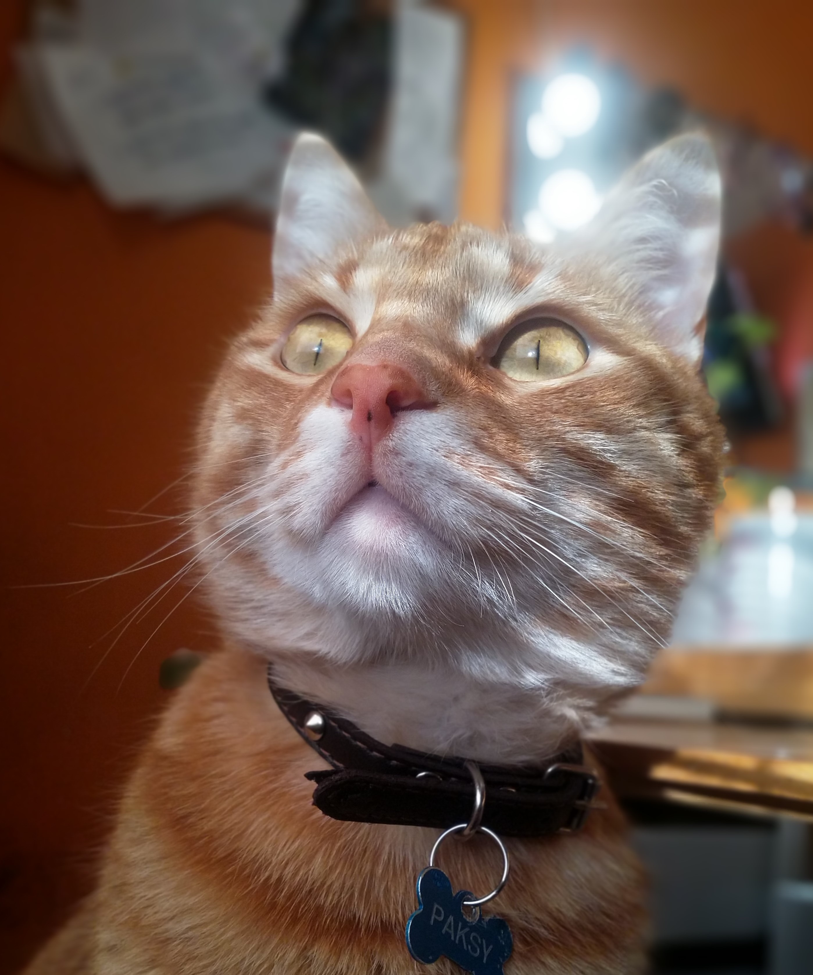Котките виждат духове