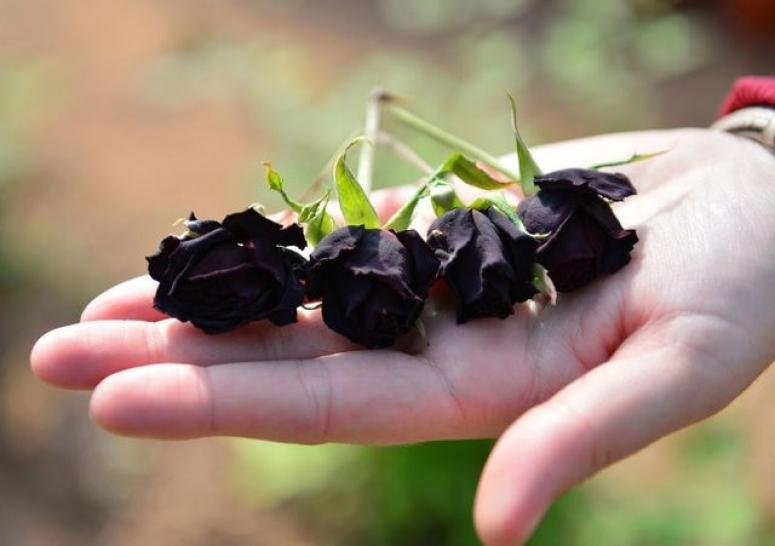 Турция патентова черанта роза