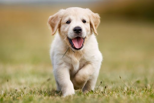 Британският вариант на коронавируса е опасен и за домашните любимци