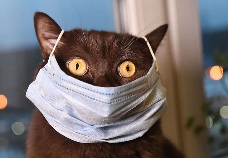 Създадоха COVID ваксина специално за котки
