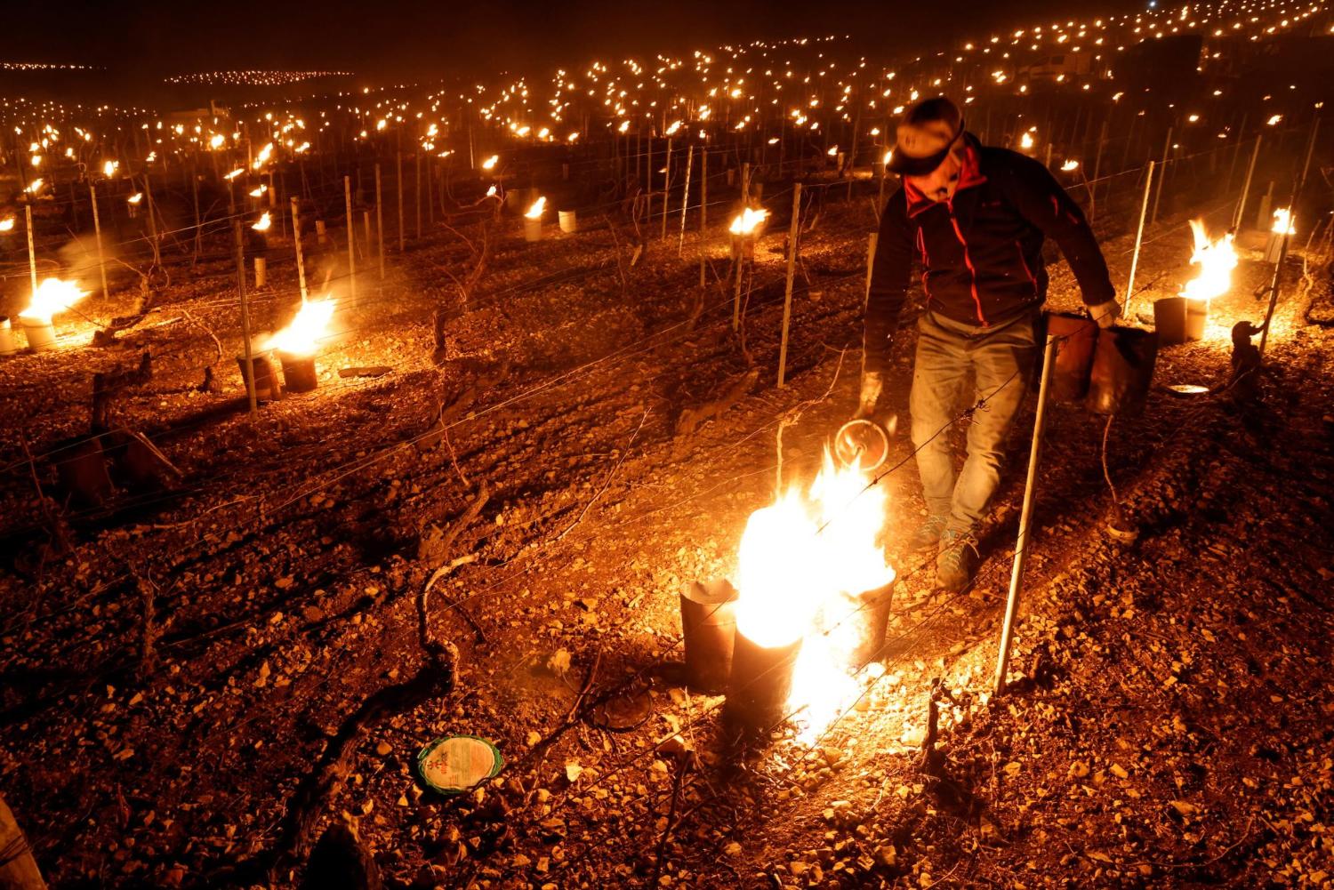 Във Франция предпазват с факли лозята от измръзване (ВИДЕО, СНИМКИ)