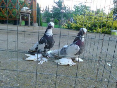 Мъж влиза в затвора за 2 откраднати гълъба