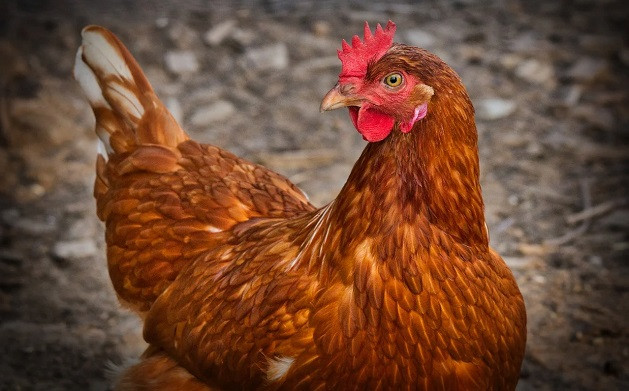 Умъртвяват 40 000 кокошки във ферма край Пловдив заради птичи грип
