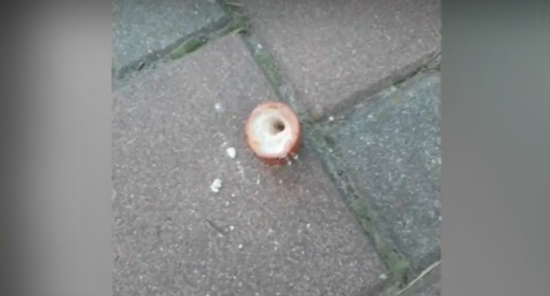 Разпръсната отрова по улица в София уби пет кучета само за няколко часа