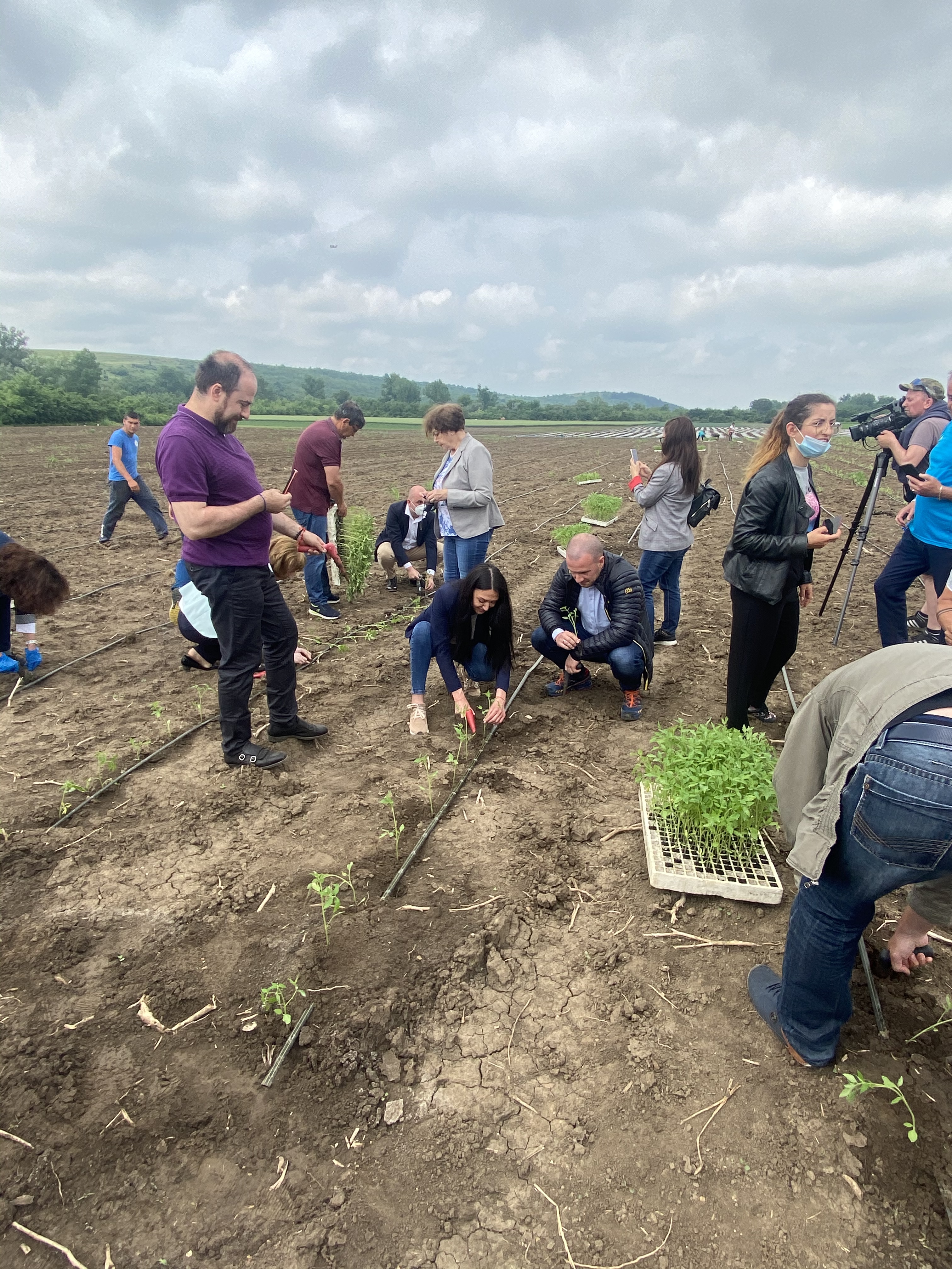 МЕТРО България организира засаждане на розови домати в село Лепица в подкрепа на родното производство