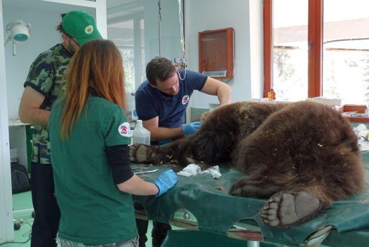 Шест мечки на преглед при немски лекар