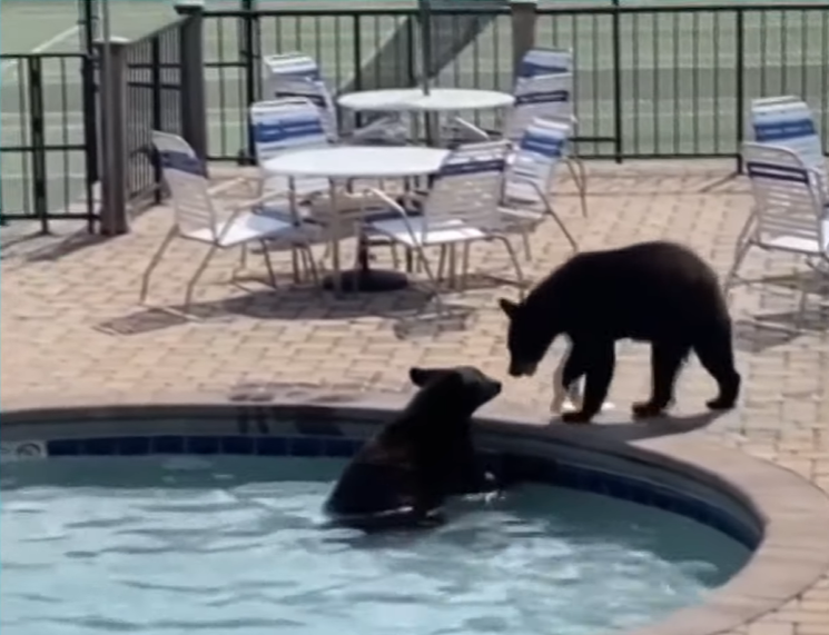 Седем мечета прекъснаха гимназиално парти край басейн в Тенеси (ВИДЕО)