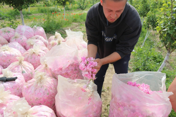 Срив в добива на розов цвят