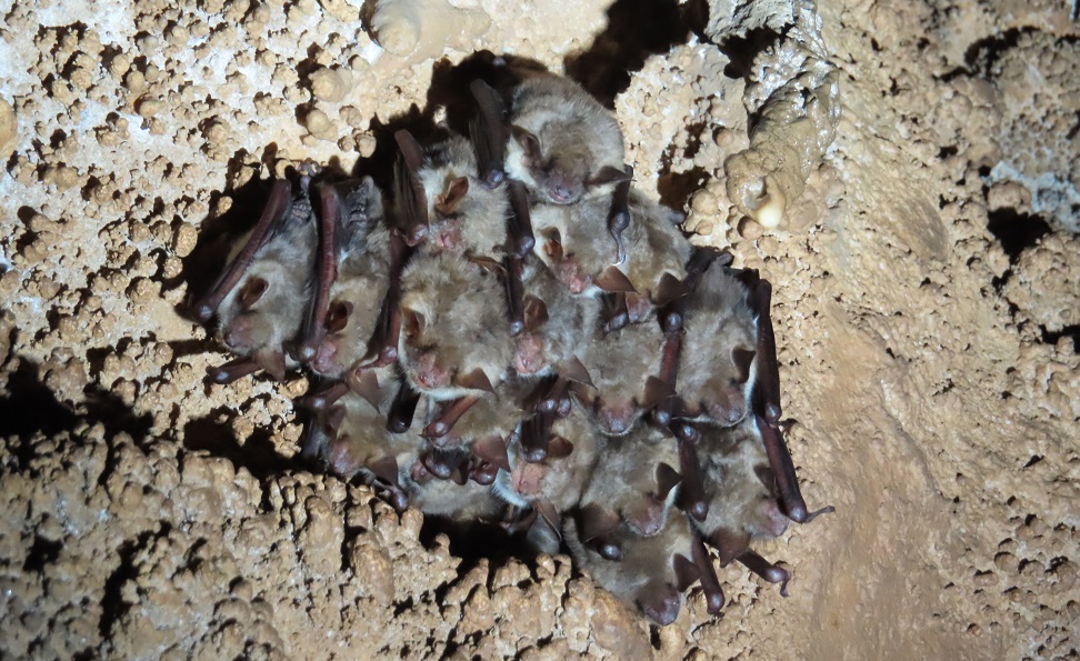 Учени от университета в Цюрих откриха 39 вида вируси сред прилепи