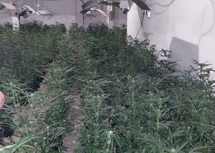 Разбиха наркооранжерия в София, четирима са задържани