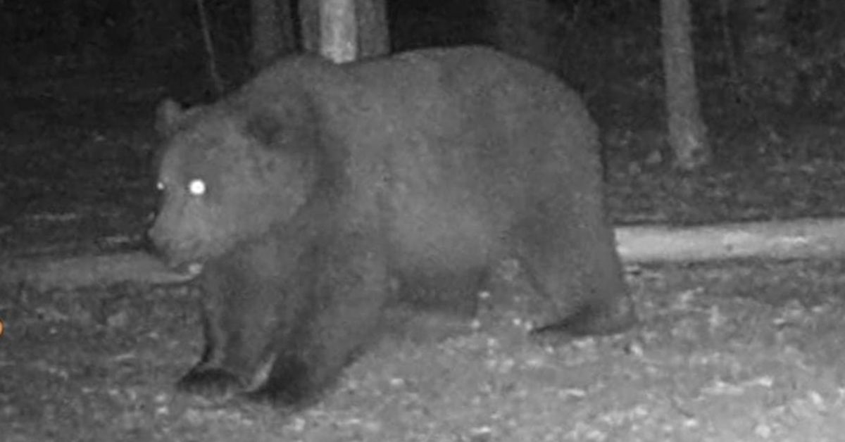 Отстрелват мечката от Белица, само ако извърши ново нападение (ВИДЕО)