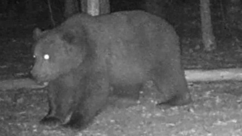 Над 50 000 подписа и протест в защита на мечката от Белица (обновена)