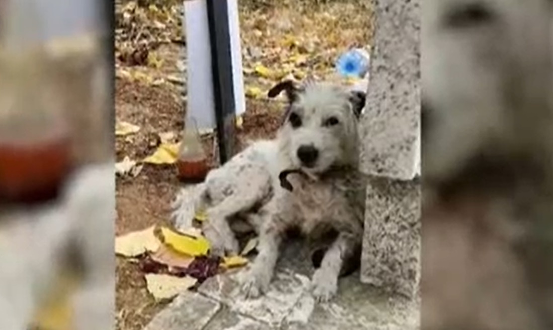 Куче прекара два месеца на гроба на стопанката си