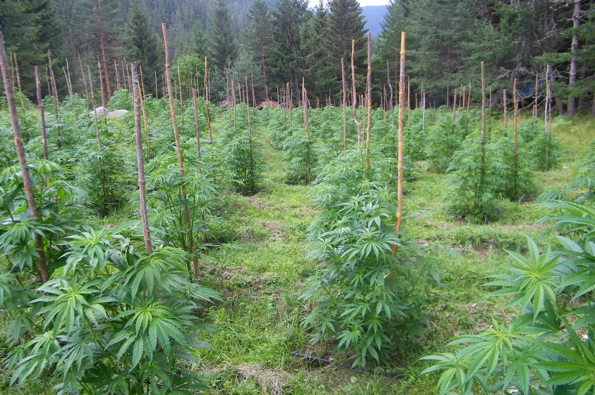 5 тона канабис ожънати за два дни