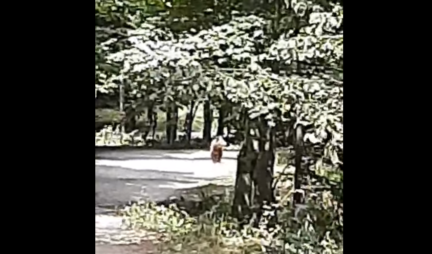 Първата реакция на турист, срещнал мечка в Рила: Ехо, бягай, Бабо Мецо (ВИДЕО)