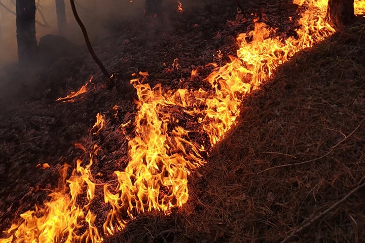 Гори 250 декара борова гора в Кирковско