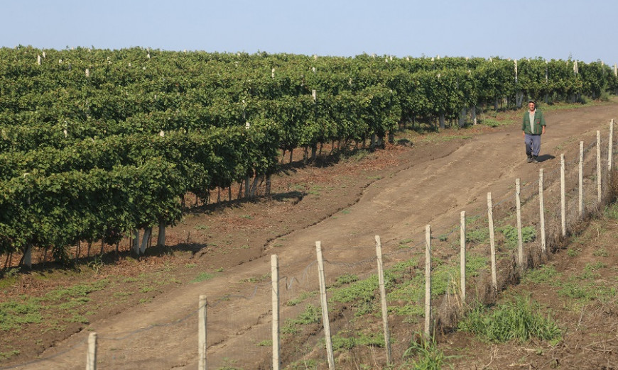 Лозари излизат на протест