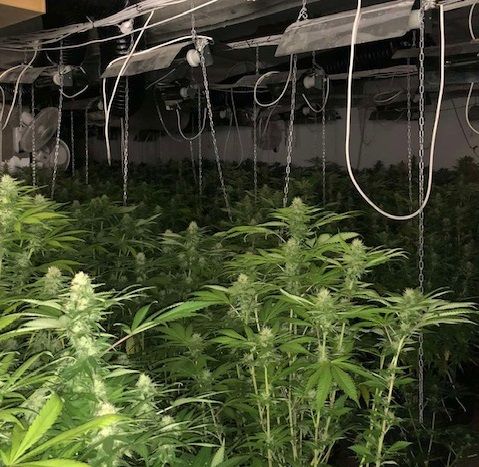 Внук на Меджидиева отглежда коноп (обзор)