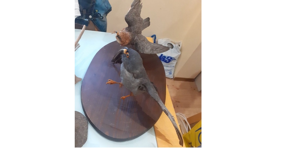 Бракониер избивал и препарирал птици