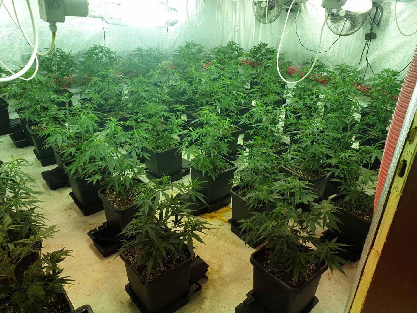 Трима софиянци превърнали мазе в наркооранжерия