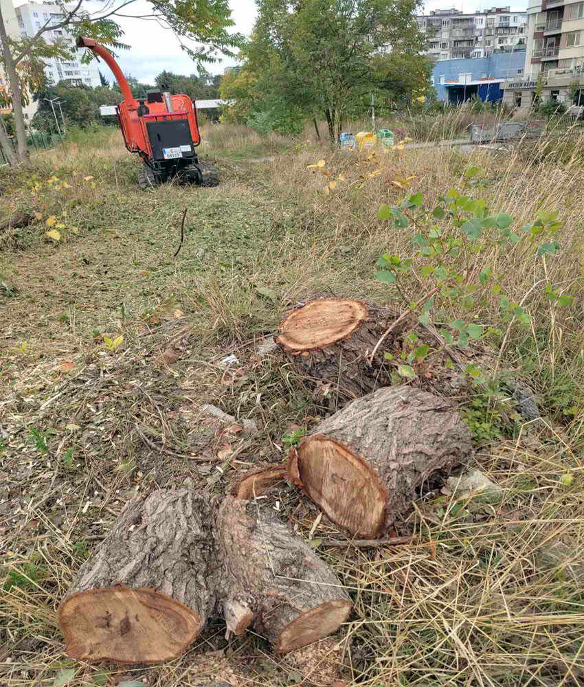Установиха незаконно изсичане на дървета