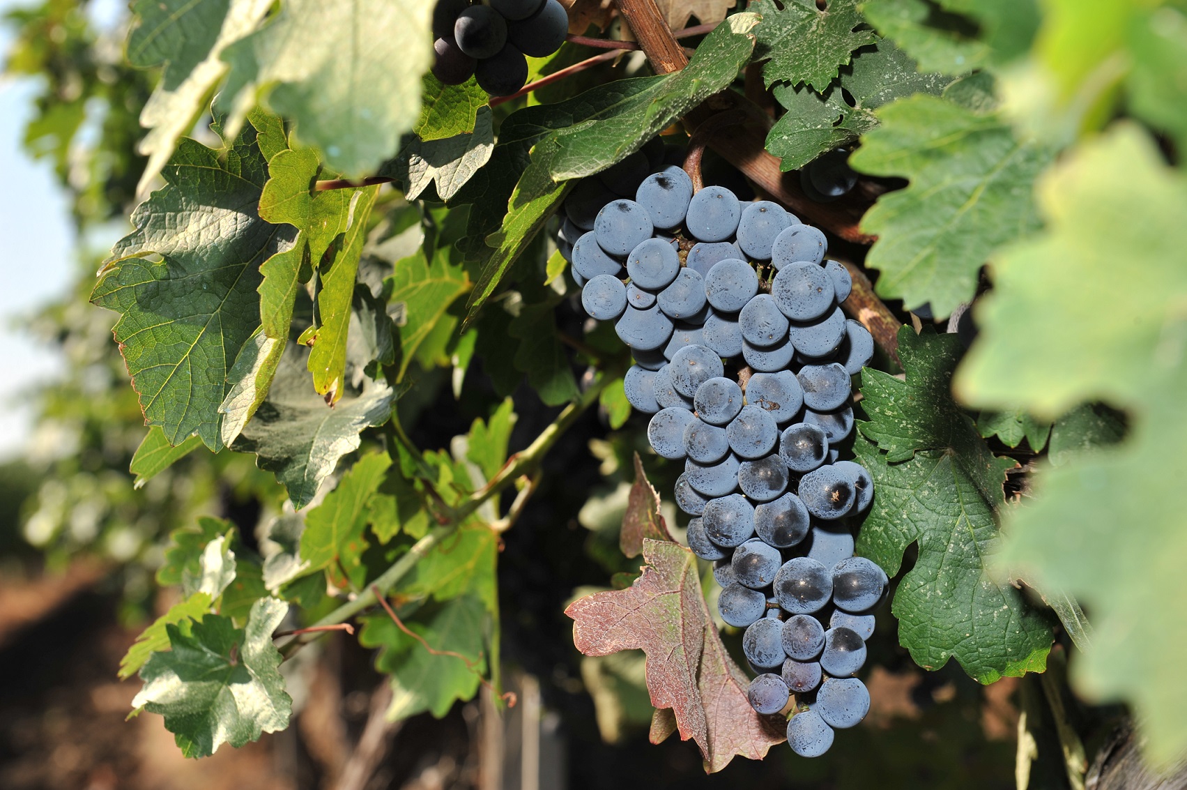 New Bloom Winery инвестира в нови 2000 дка лозя