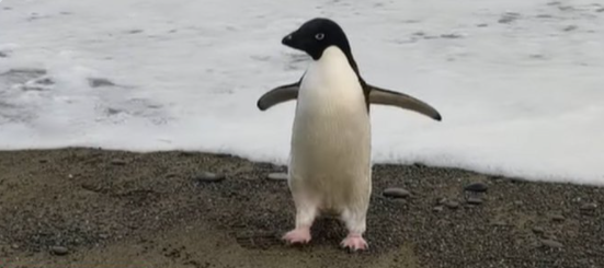 Пингвин измина 3000 км до Нова Зеландия