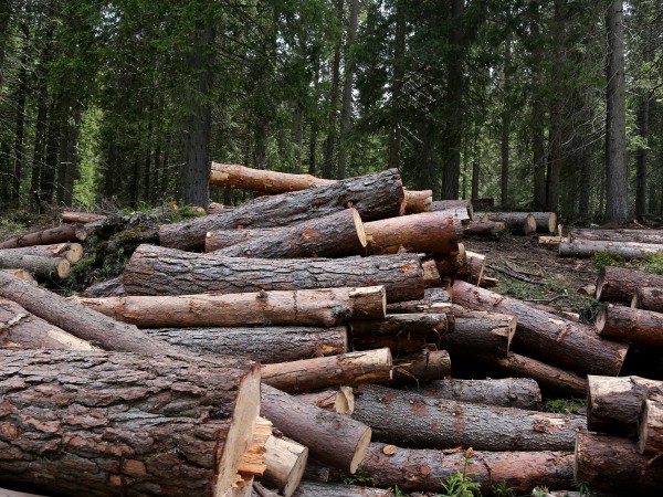Двама арестувани за незаконна сеч край видинско село