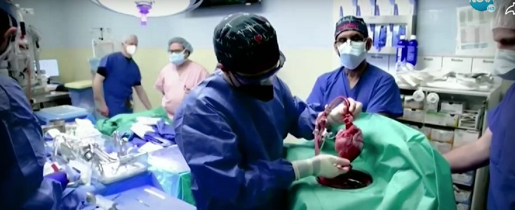 Американец стана първият човек с трансплантирано сърце от прасе с променено ДНК