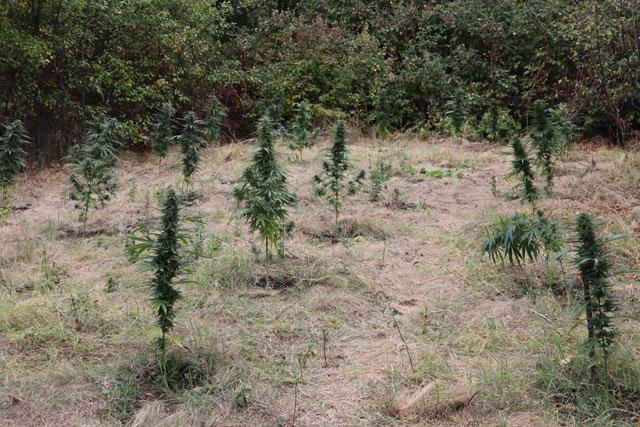 Един на всеки десет жители пуши канабис в Атина