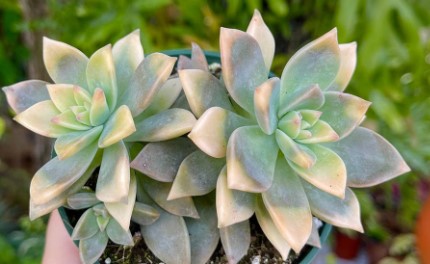 Български учени изследват противовирусните свойства на растението Graptopetalum paraguayense
