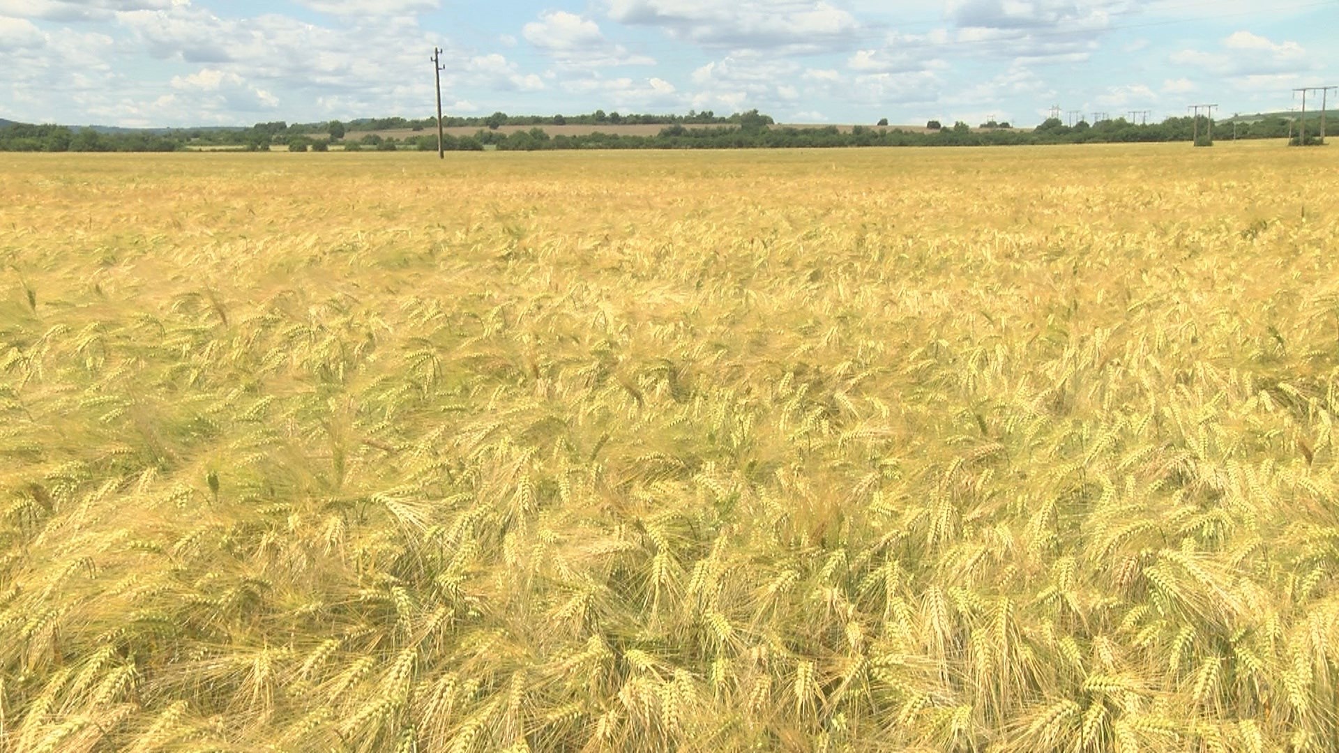 Пламен Абровски: Продоволствена криза няма да има