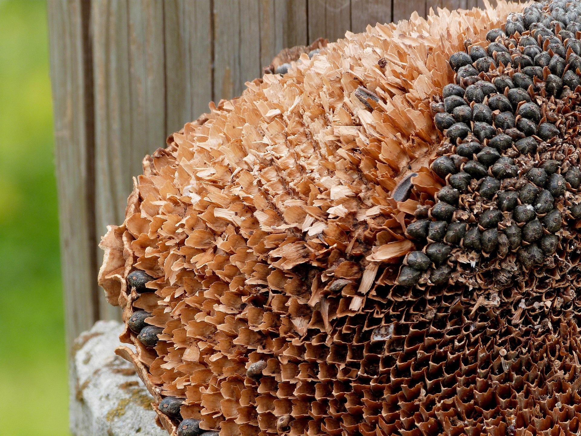 Русия спира износа на слънчоглед и рапица